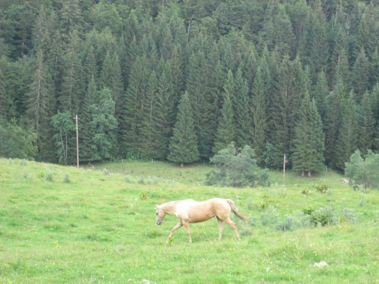 aeln-f62f7394a87879b461dd00ad7240527e