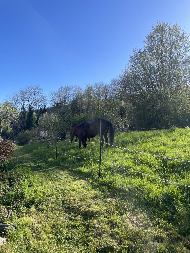chevaux-1-scaled-1.jpeg