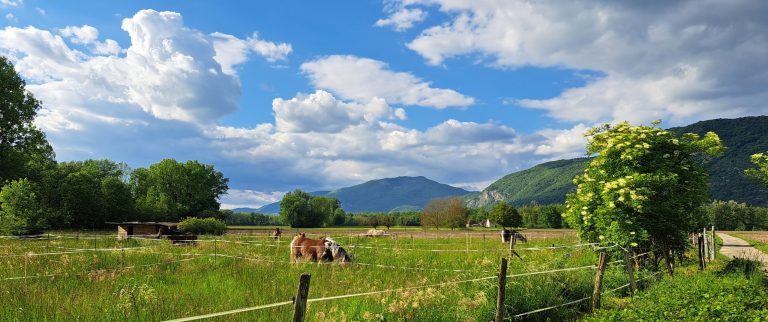 les-chevaux-aux-Gites-les-Sables-scaled-2.jpg